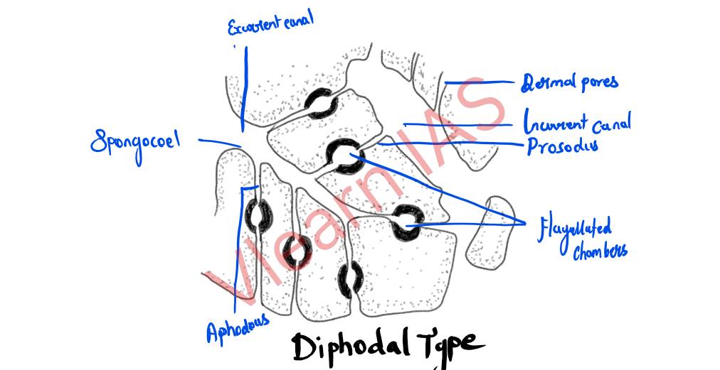 Diphodal type1