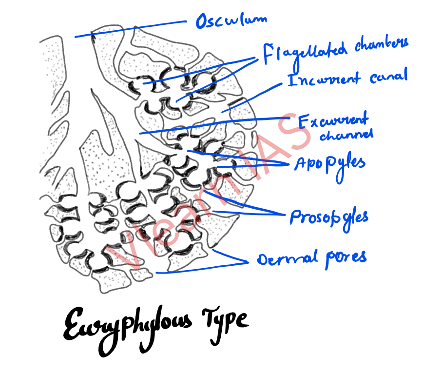 Euryphylous type1