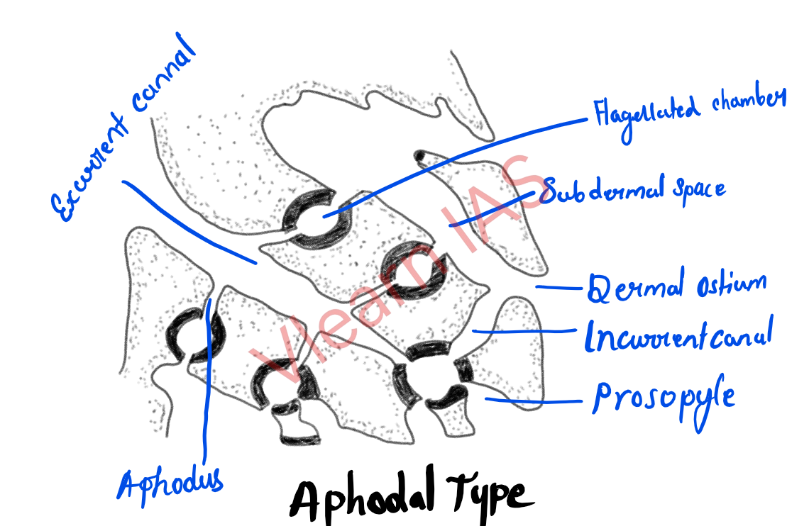 aphodal type1