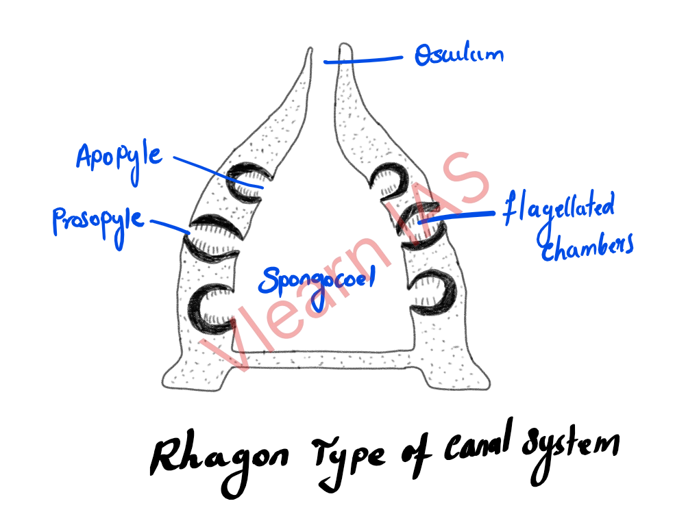 rahegon type1